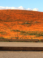 Antelope Valley Wild Flowers
